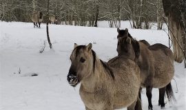 Augšdaugavas novads – sniegots galamērķis skaistai laika pavadīšanai