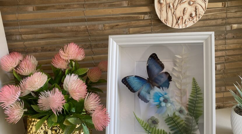 “FlyFly.lv” butterfly studio