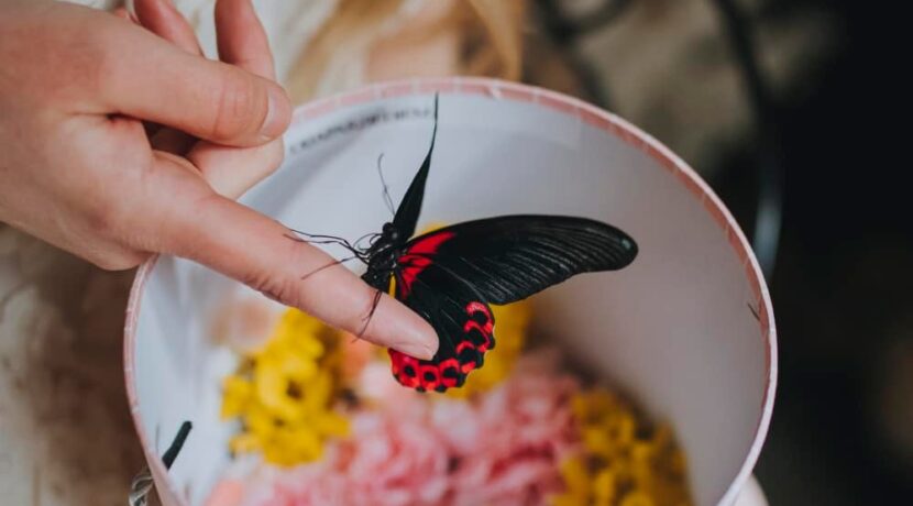 “FlyFly.lv” butterfly studio